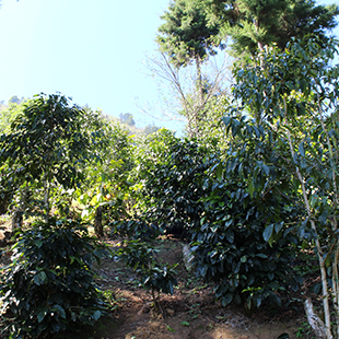 Guatemala SHB EP Los Celajes Farm