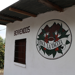 Guatemala SHB EP G. Antigua La Tacita Farm: Full washed process
