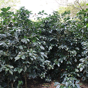 Honduras SHG EP Micro-lot Reina Claros