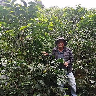 Guatemala SHB EP Marilandia Farm