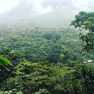 Guatemala SHB EP Alta Luz Farm