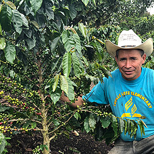 Honduras SHG EP JAS+RFA HQC Erapuca Region