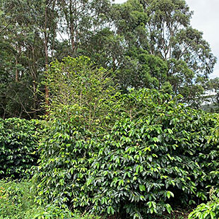 Panama SHB EP Anselmito Farm
