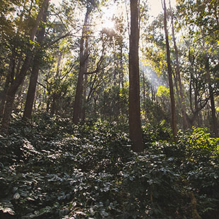 India Plantation AA Julien Peak Farm