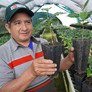 Peru CENFROCAFE JAS+FLO