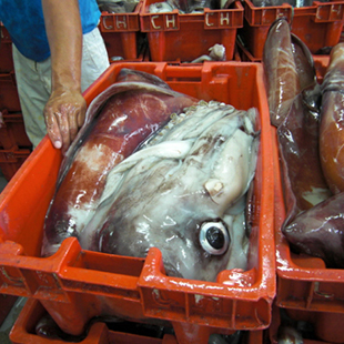 Peruvian Red squid